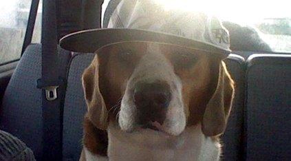Charlie the dog
