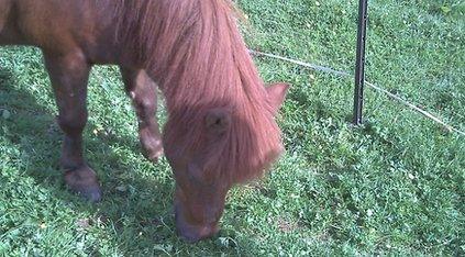 Naomi's pony Juliet is really good at obstacle courses!
