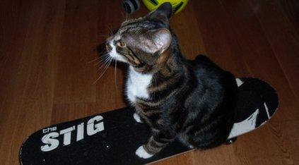 Button the cat on her skateboard.