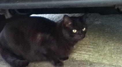 Sam cat playing hide and seek.