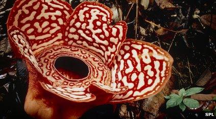 parasitic plant flower