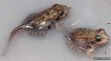 Mountain chicken frogs