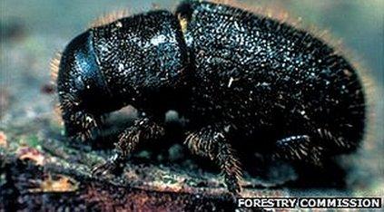 Adult great spruce bark beetle (image from Forestry Commission)