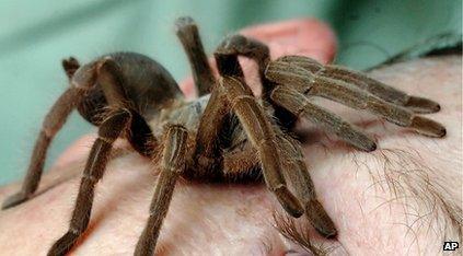 Tarantula crawling on man's face