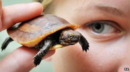 Seven-week-old Vietnamese box turtle