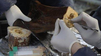 A handout photo taken on 28 August 2012 by Russia's North-Eastern Federal University shows researchers working on mammoth tissue fragments discovered in the far north of the vast Yakutia region of eastern Siberia