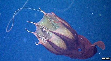 Vampire squid