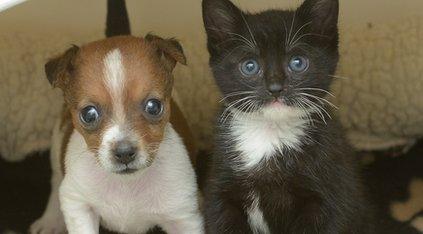 Buttons the dog and Kitty the cat