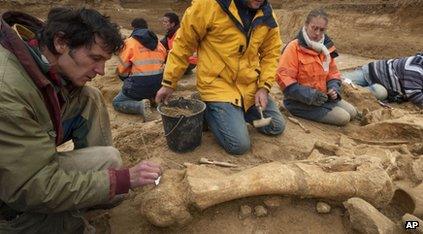 Mammoth skeleton