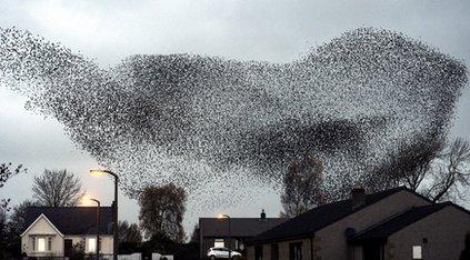 Starlings flocking in the sky.