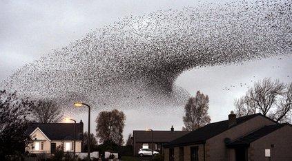 Starlings flocking in the sky.