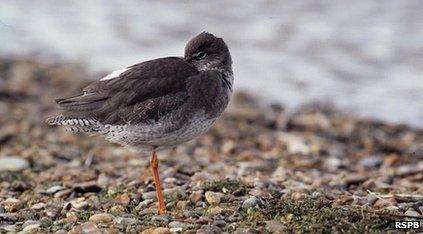 Feeding habits of the common redshank were studied