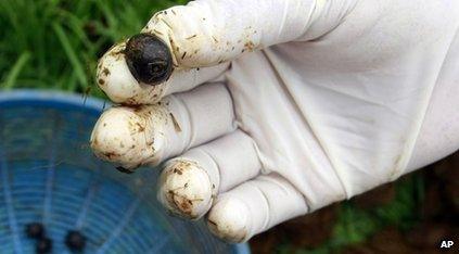 Coffee bean picked from elephant dung