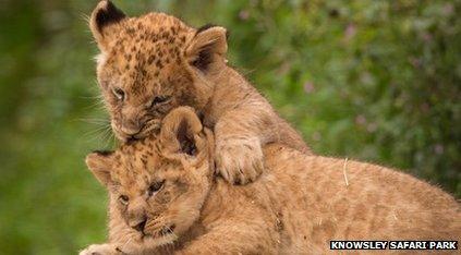 Lion cubs named Jessica Ennis and Victoria Pendleton