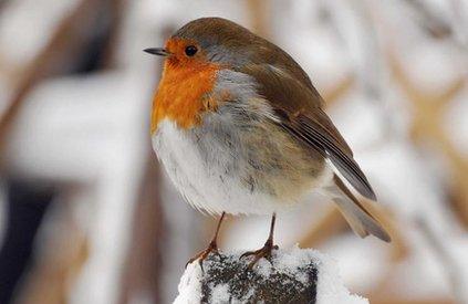 Robin