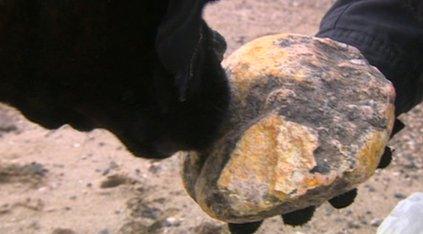 Madge the dog sniffing the yellow rock which could be dried up whale sick