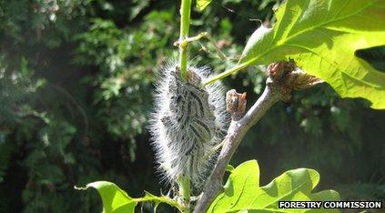 Oak processionary moth caterpillars on oak leaves