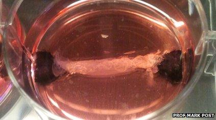 In Vitro meat being grown in a petri dish