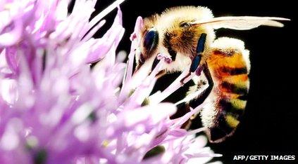 Bee collecting pollen