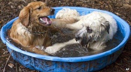 Dogs cooling off