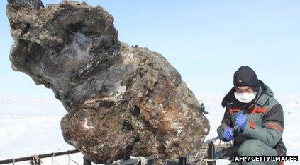 Woolly mammoth remains