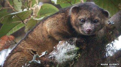 Olinguito