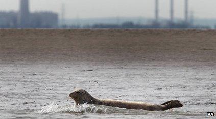 seal swims in River Thames