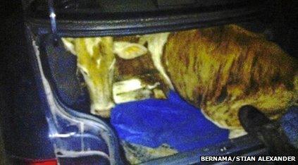 Cow found in car