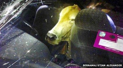 Cow found in car