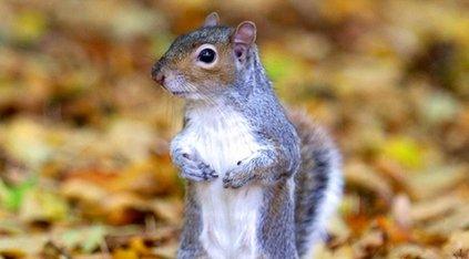 grey squirrel