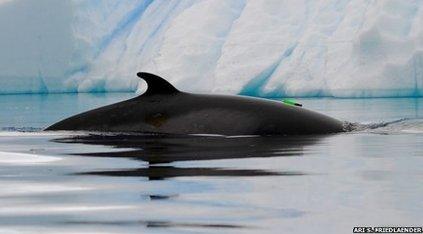 Antarctic minke whale