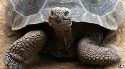 Giant tortoise in the Galapagos Islands