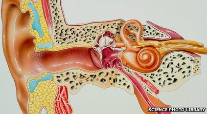 Diagram of the ear