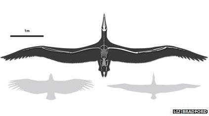 Graphic showing size of Pelagornis sandersi