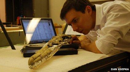 Dan Ksepka examines the skull of Pelagornis sandersi