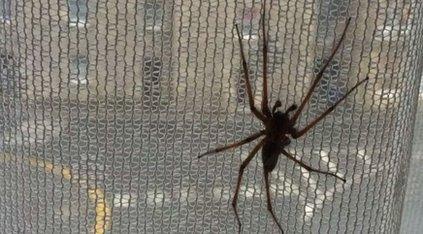 Spider on curtain