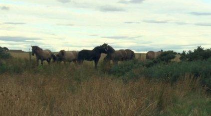 Horses grazing