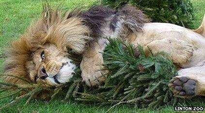 Zuri the lion 'romps' with a Christmas tree