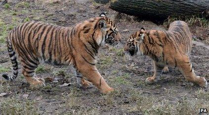 Tiger cubs