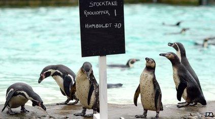 Penguins at London Zoo