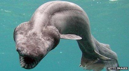 Frilled shark in Japanese waters