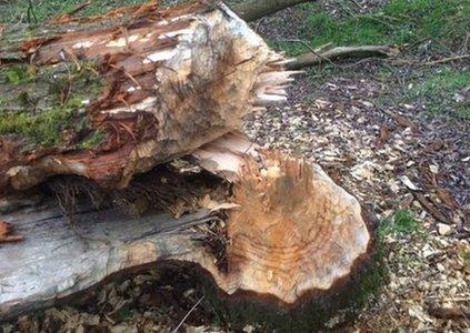 tree trunk gnawed by beavers