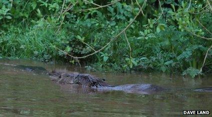 beavers in the River Otter