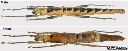 A male and female conlephasma insect compared side by side