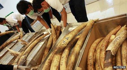 Workers looking at elephant tusks