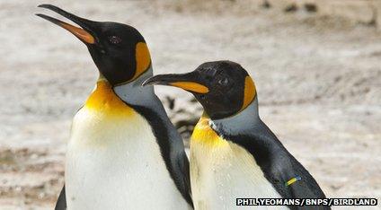 King penguins