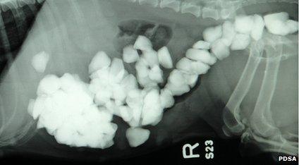 X-Ray showing the stones in Star's stomach and intestines