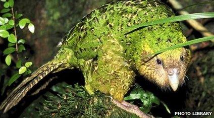 A kakapo