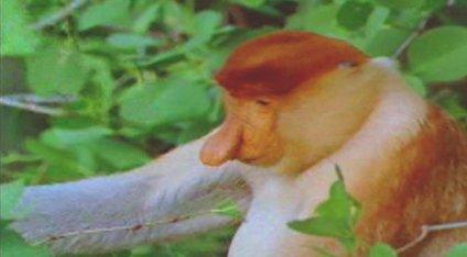 A proboscis monkey