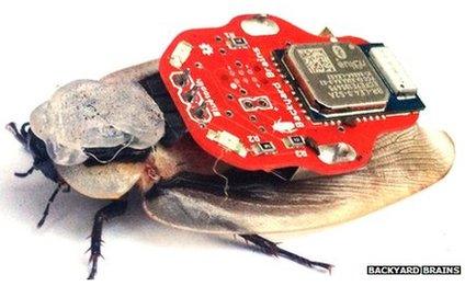 Cockroach wearing the 'electronic backpack'